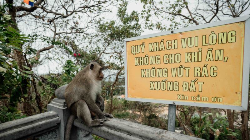 Khuôn viên chùa có nhiều khỉ - Du khách được cảnh báo là không nên trêu chọc chúng